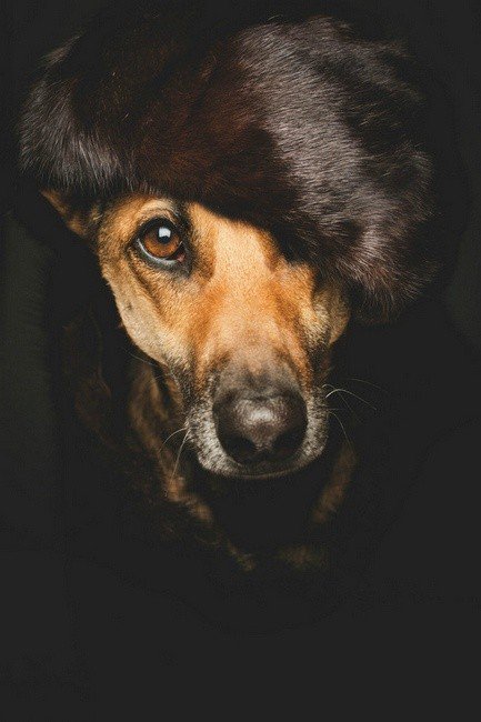 点击大图看下一张：一组可爱听话的狗狗摄影图片