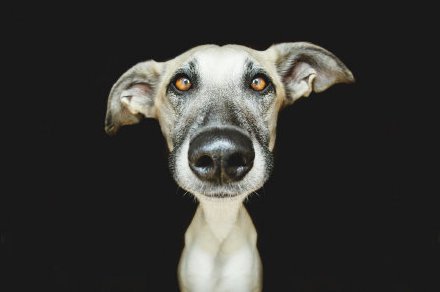 点击大图看下一张：一组可爱听话的狗狗摄影图片