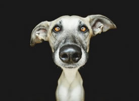 一组可爱听话的狗狗摄影图片