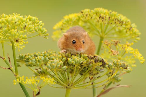点击大图看下一张：春天里活泼的小老鼠图片
