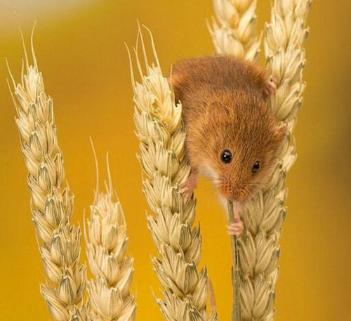 点击大图看下一张：喜欢吃小麦的小老鼠图片