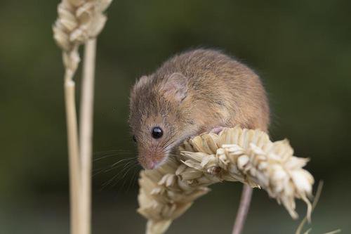 点击大图看下一张：喜欢吃小麦的小老鼠图片