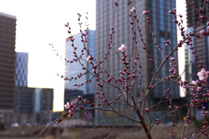 点击大图看下一张：一组美美的桃花开图片