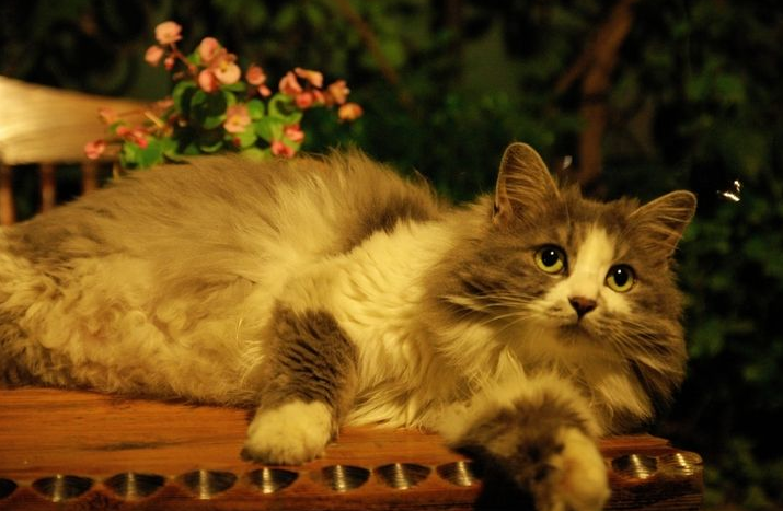 点击大图看下一张：最有神秘魅力的宠物——猫咪