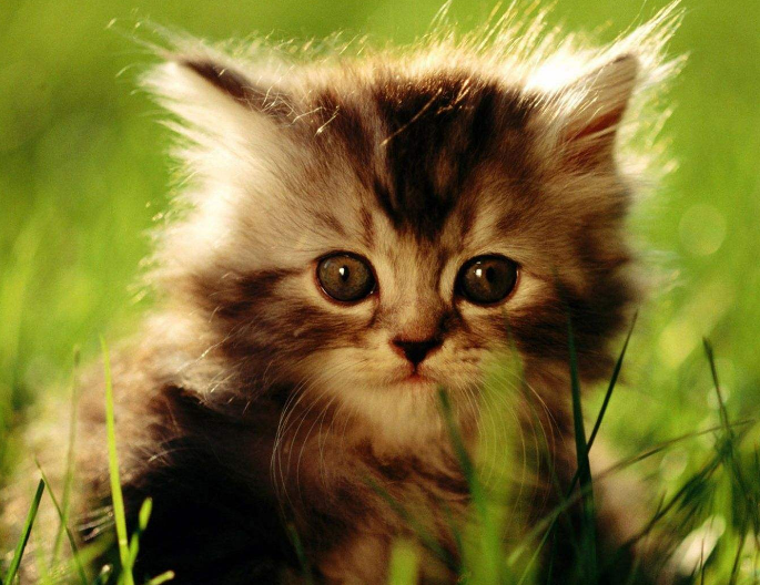 点击大图看下一张：活泼可爱的小猫猫图片