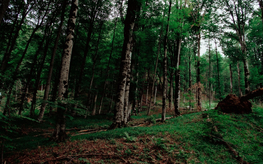 点击大图看下一张：寂静的森林风景图片桌面壁纸