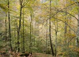 寂静的森林风景图片桌面壁纸
