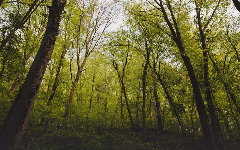 点击大图看下一张：寂静的森林风景图片桌面壁纸