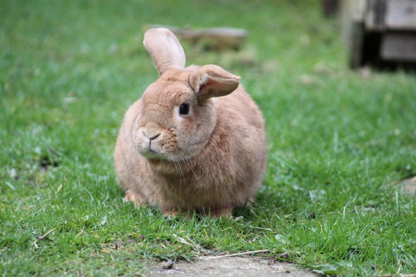 点击大图看下一张：机灵可爱萌萌哒兔子图片