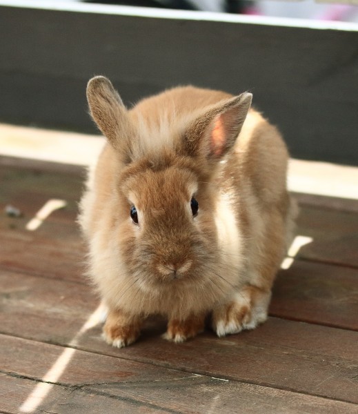 点击大图看下一张：机灵可爱萌萌哒兔子图片