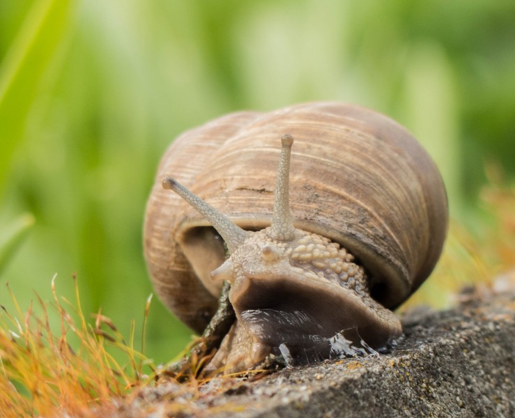 点击大图看下一张：慢吞吞爬行的动物蜗牛高清图片