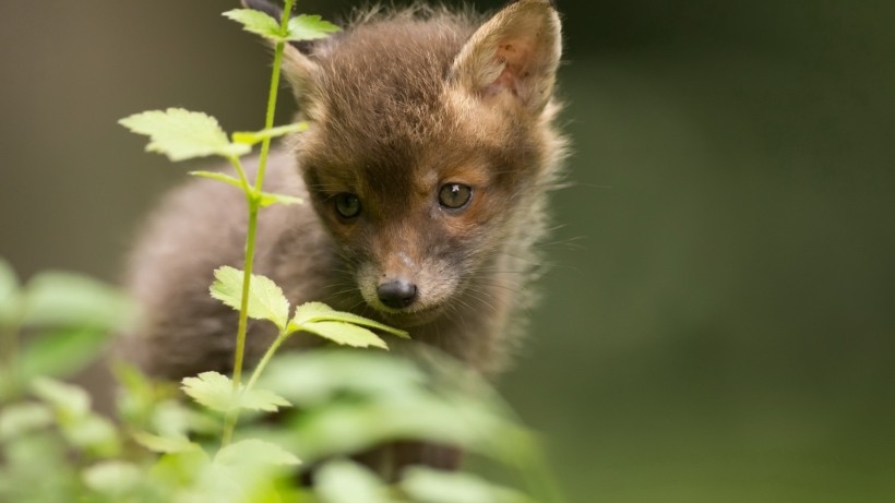 点击大图看下一张：一只小狐狸图片欣赏