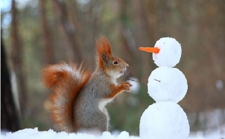 点击大图看下一张：冬天里玩的很开心的两只松鼠