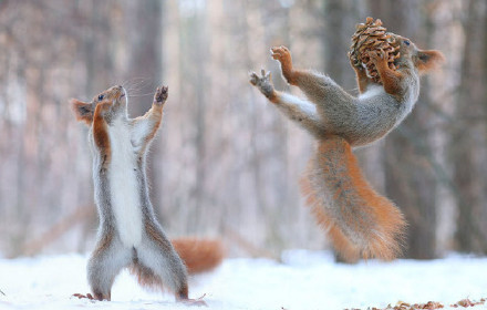 点击大图看下一张：冬天里玩的很开心的两只松鼠