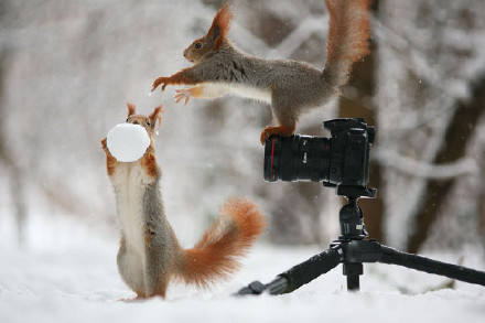 点击大图看下一张：喜欢摄影的小松鼠图片