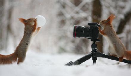 点击大图看下一张：喜欢摄影的小松鼠图片