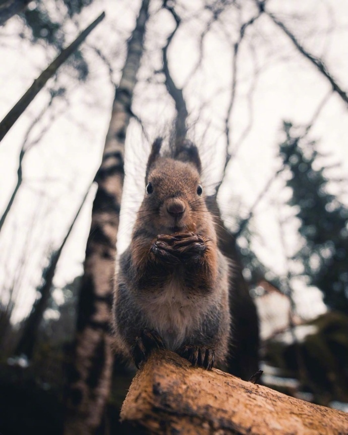点击大图看下一张：一组森林里可爱的小松鼠