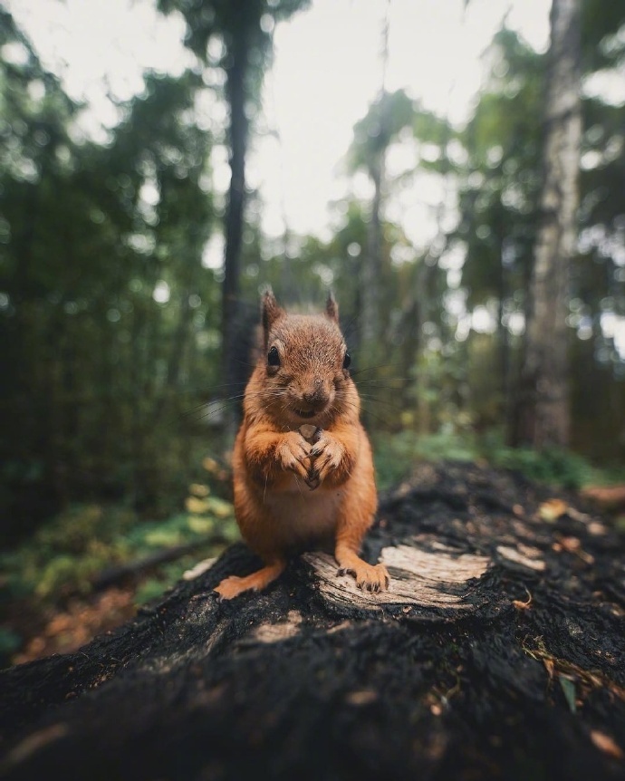点击大图看下一张：一组森林里可爱的小松鼠