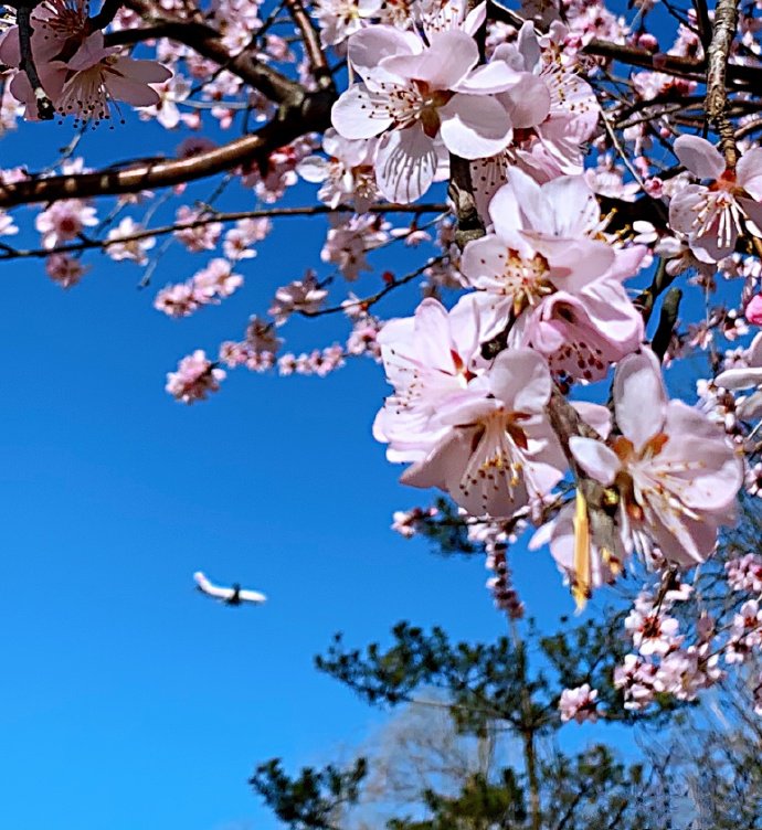 点击大图看下一张：一组阳光明媚下的樱花图片