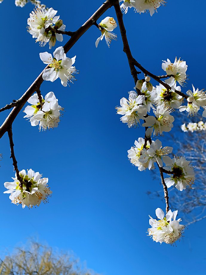 点击大图看下一张：一组阳光明媚下的樱花图片