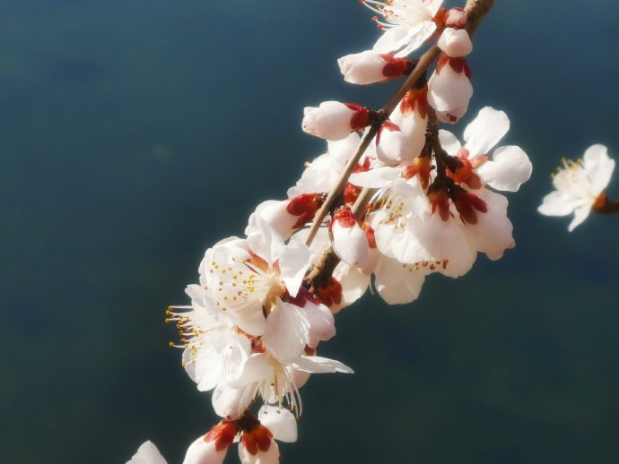 点击大图看下一张：一组美丽的护城河山桃花