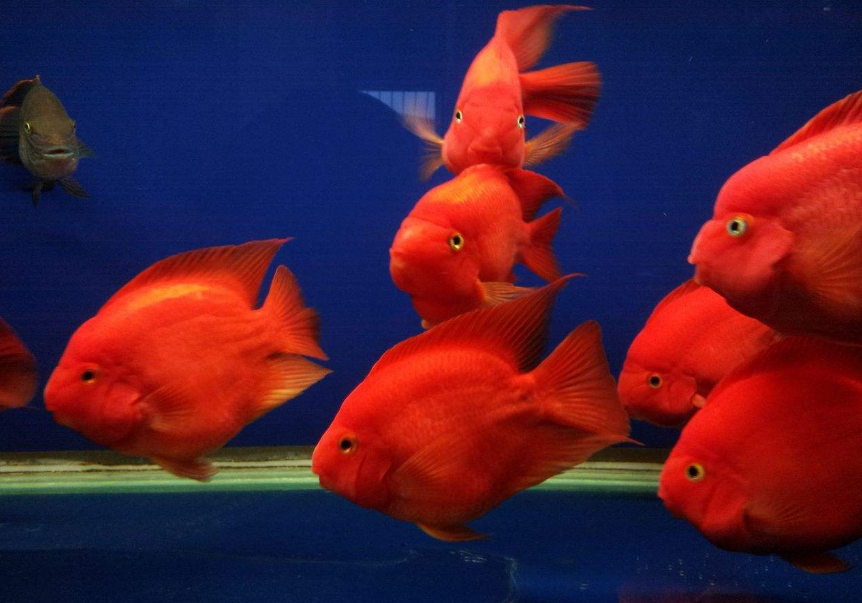 点击大图看下一张：体色鲜红的鹦鹉鱼图片