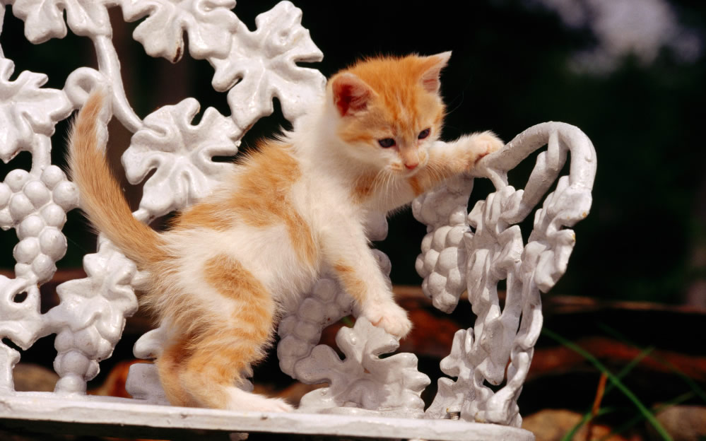 点击大图看下一张：可爱萌宠小奶猫图片