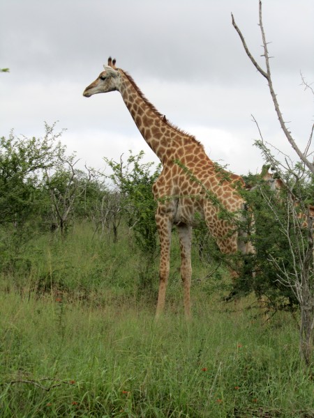 点击大图看下一张：高个子“绅士”，长颈鹿图片欣赏