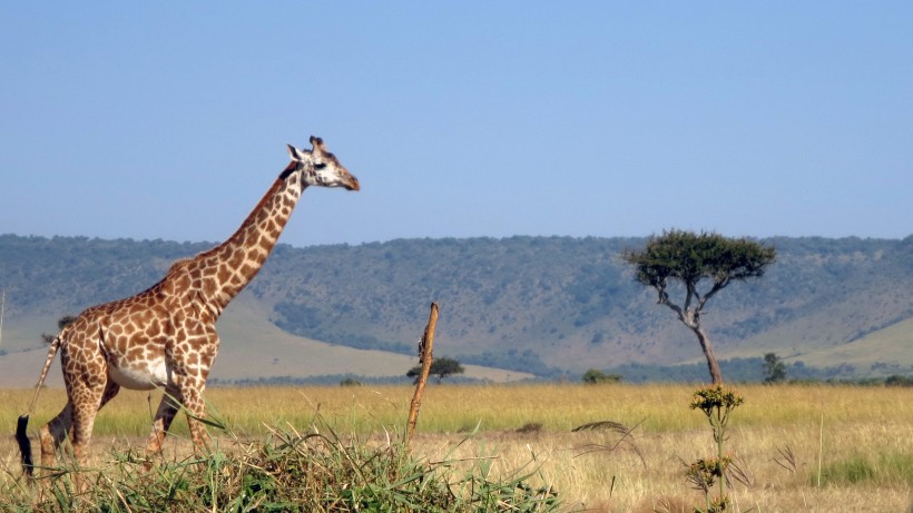 点击大图看下一张：高个子“绅士”，长颈鹿图片欣赏