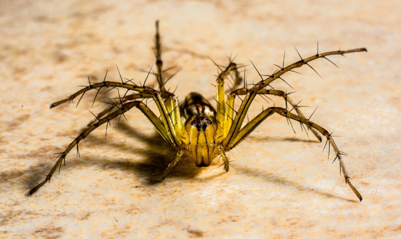 点击大图看下一张：好可怕的蜘蛛微距离图片