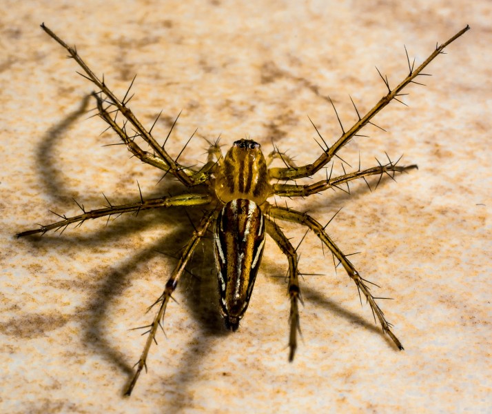 点击大图看下一张：好可怕的蜘蛛微距离图片