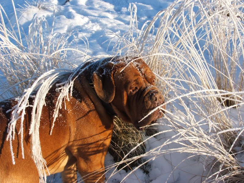 点击大图看下一张：线条很美的波尔多犬图片