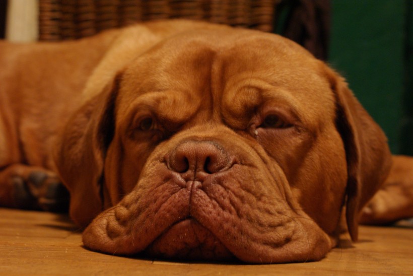点击大图看下一张：线条很美的波尔多犬图片