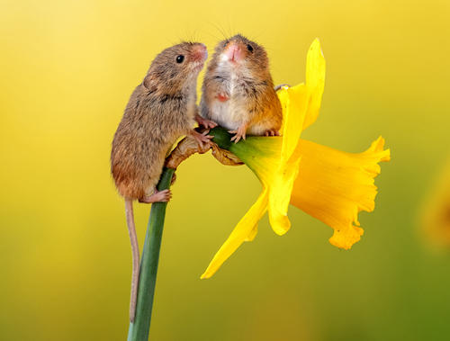点击大图看下一张：喜欢春天花朵的小老鼠图片