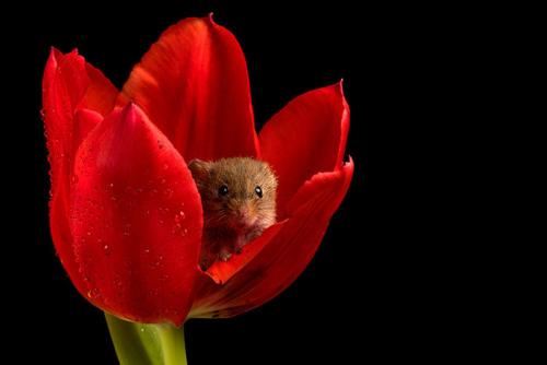 点击大图看下一张：喜欢春天花朵的小老鼠图片