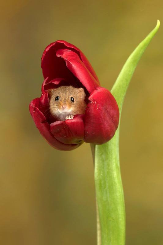 点击大图看下一张：喜欢跑到花朵里的小老鼠