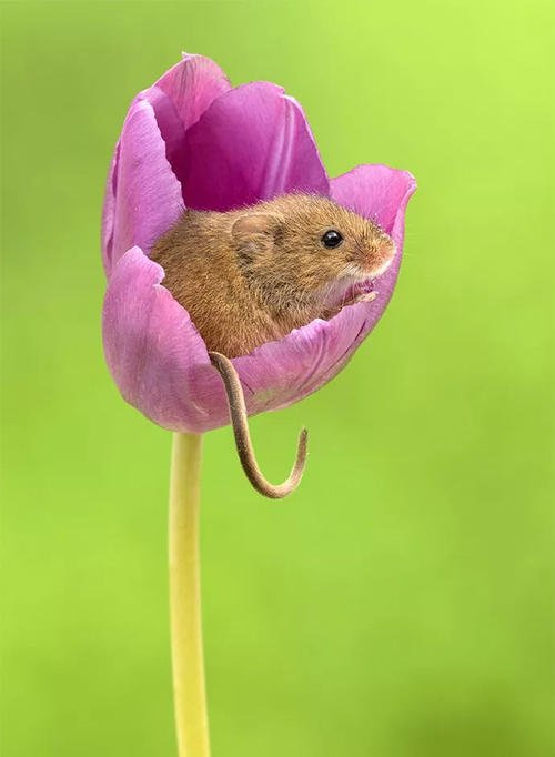 点击大图看下一张：喜欢跑到花朵里的小老鼠
