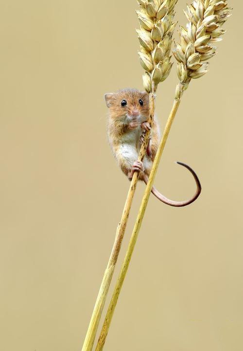 点击大图看下一张：一组调皮可爱的小老鼠图片