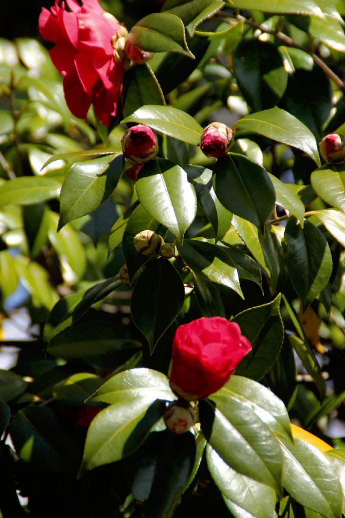 点击大图看下一张：一组艳丽红红的山茶花开