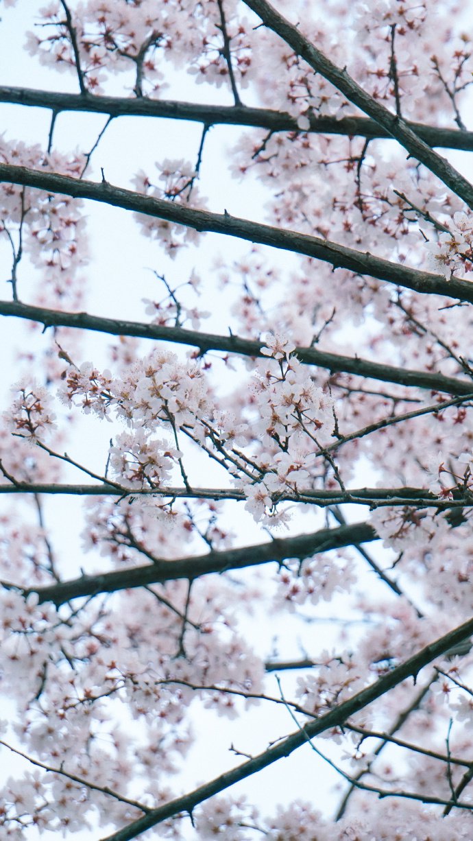 点击大图看下一张：一组香香的樱花图片欣赏