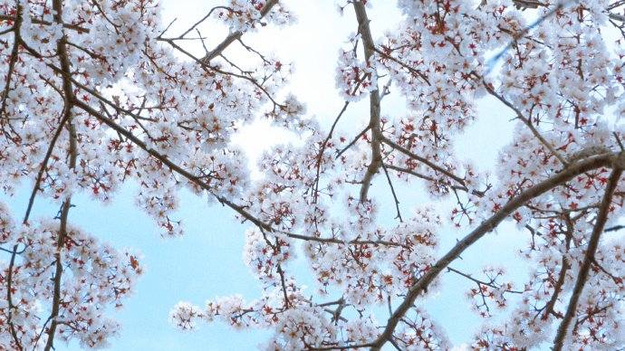 点击大图看下一张：一组香香的樱花图片欣赏