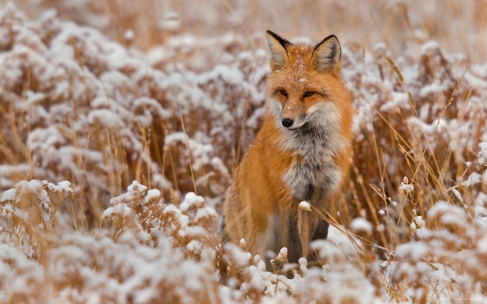 点击大图看下一张：濒危动物野生红狐狸图片