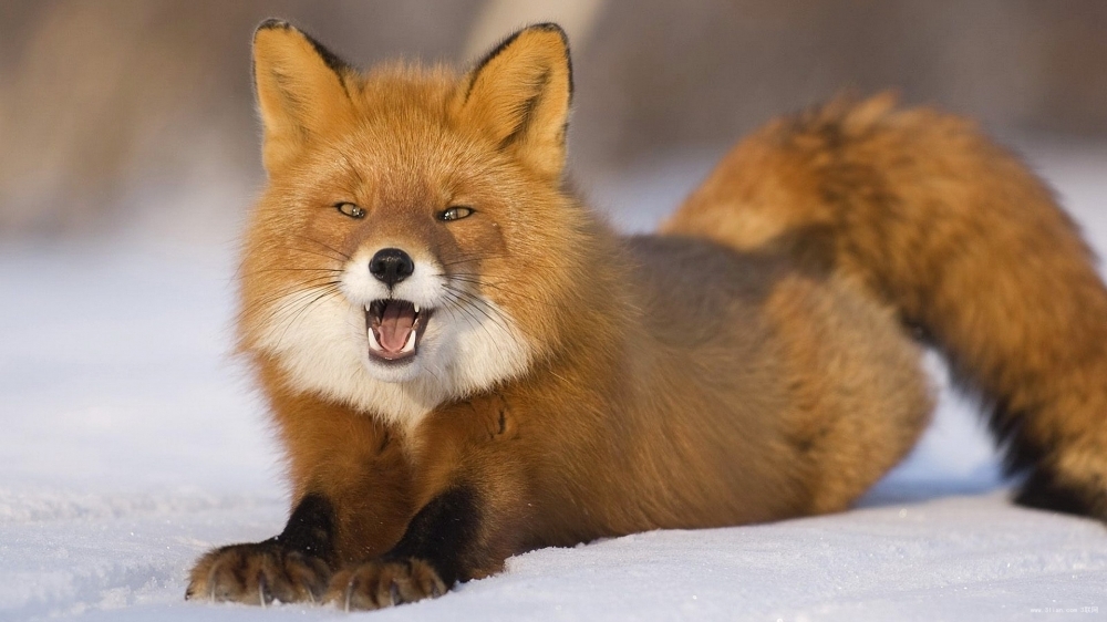 点击大图看下一张：濒危动物野生红狐狸图片