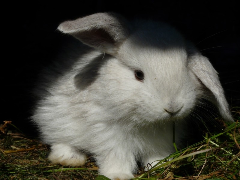 点击大图看下一张：野外活动的小白兔图片大全