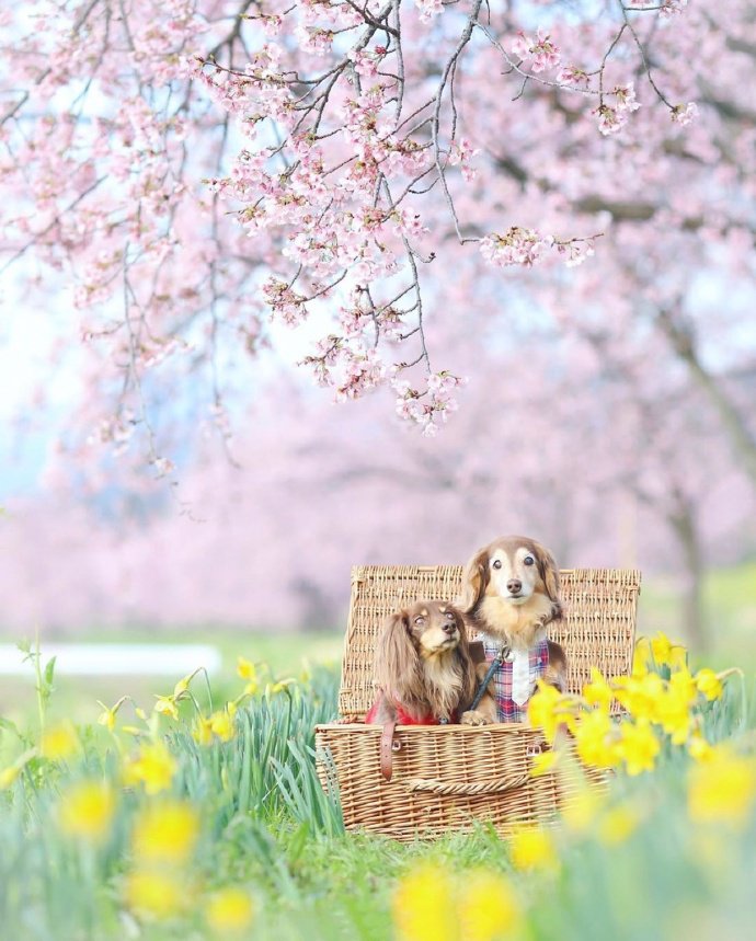 点击大图看下一张：狗狗们一起享受樱花季