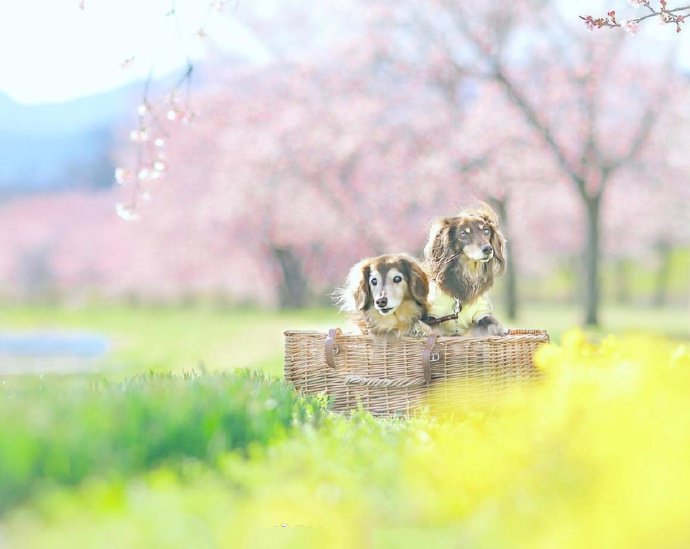 点击大图看下一张：狗狗们一起享受樱花季