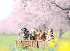 狗狗们一起享受樱花季