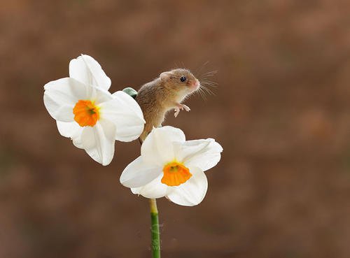 点击大图看下一张：春天里开心的小老鼠图片