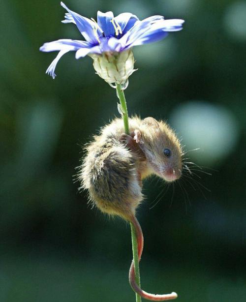 点击大图看下一张：春天里开心的小老鼠图片