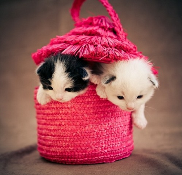 点击大图看下一张：超可爱的小奶猫图片